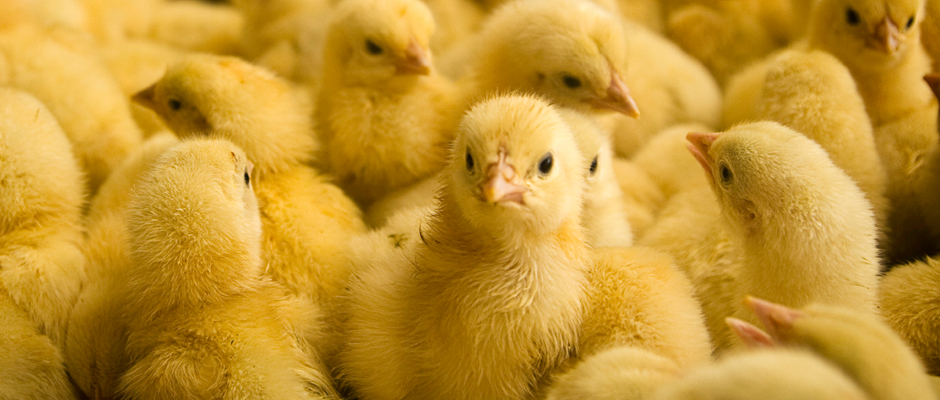 Imagen pollos para introducir el apartado antioxidantes 